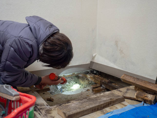 Best Mold Damage Restoration  in Stepney, CT