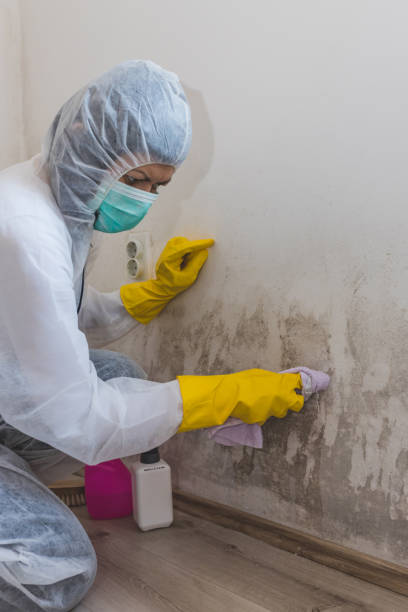 Asbestos and Lead Testing During Mold Inspection in Stepney, CT