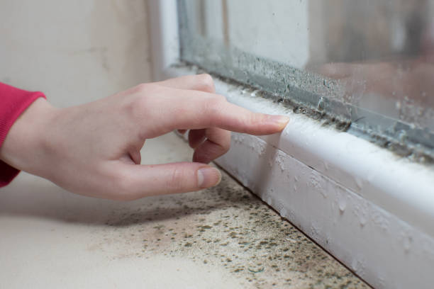 Best Mold-Related Health Consultation  in Stepney, CT